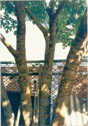 構樹樹幹